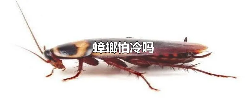 蟑螂怕冷吗