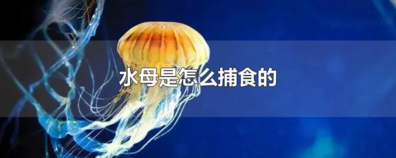 水母是怎么捕食的