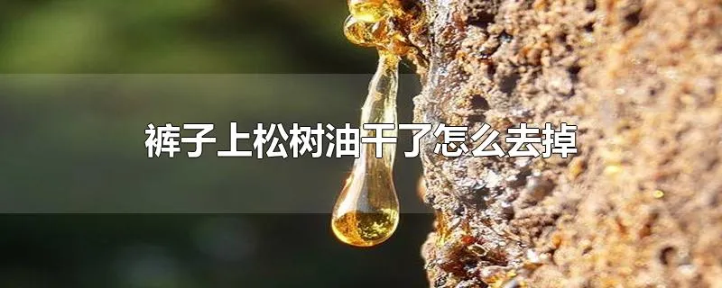 裤子上松树油干了怎么去掉