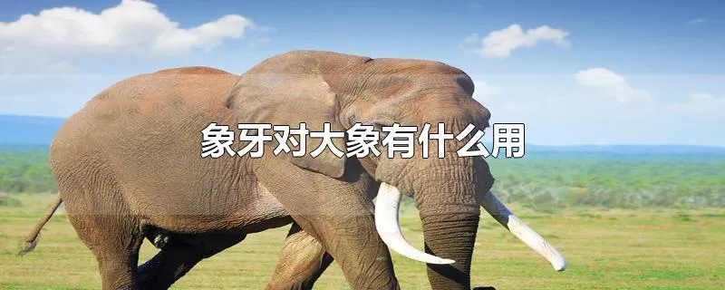 象牙对大象有什么用