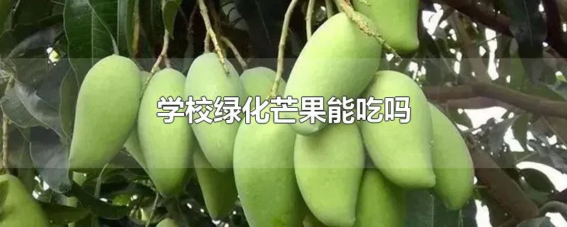 学校绿化芒果能吃吗