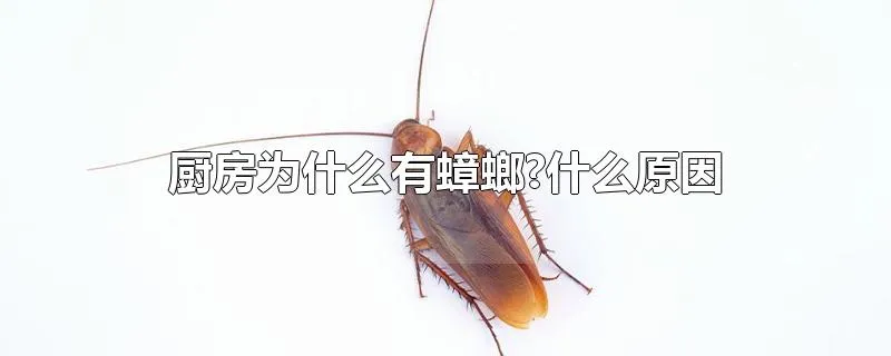 厨房为什么有蟑螂?什么原因