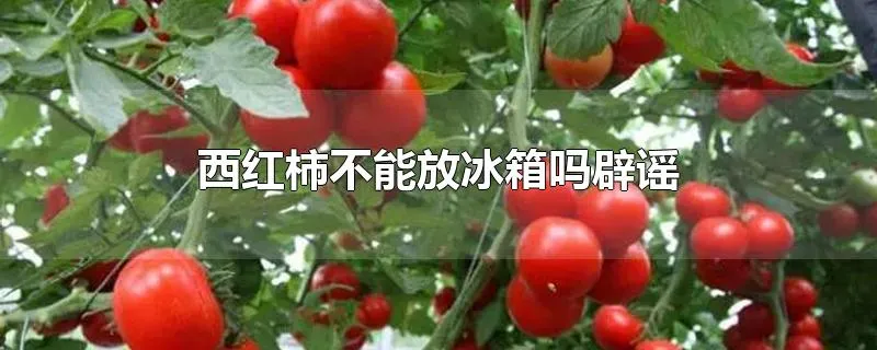 西红柿不能放冰箱吗辟谣