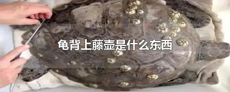 龟背上藤壶是什么东西