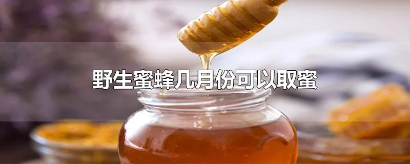 野生蜜蜂几月份可以取蜜