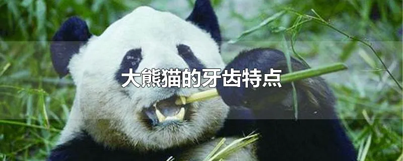 大熊猫的牙齿特点