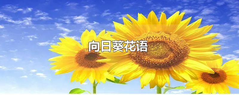 向日葵花语