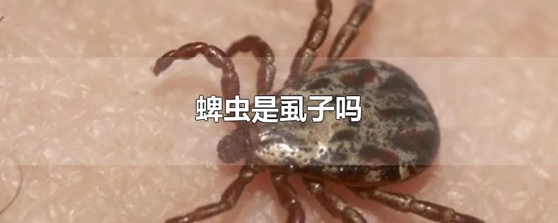 蜱虫是虱子吗