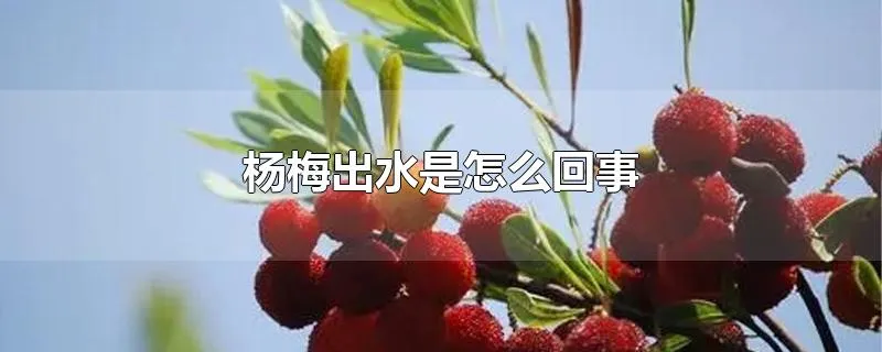 杨梅出水是怎么回事