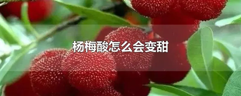 杨梅酸怎么会变甜