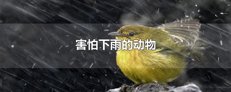 害怕下雨的动物