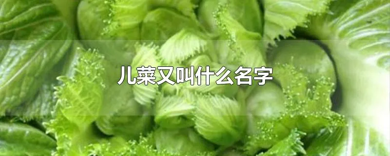 儿菜又叫什么名字