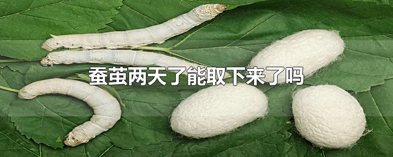 蚕茧两天了能取下来了吗