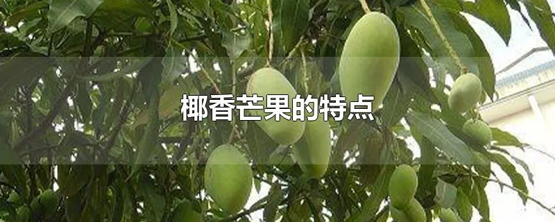 椰香芒果的特点