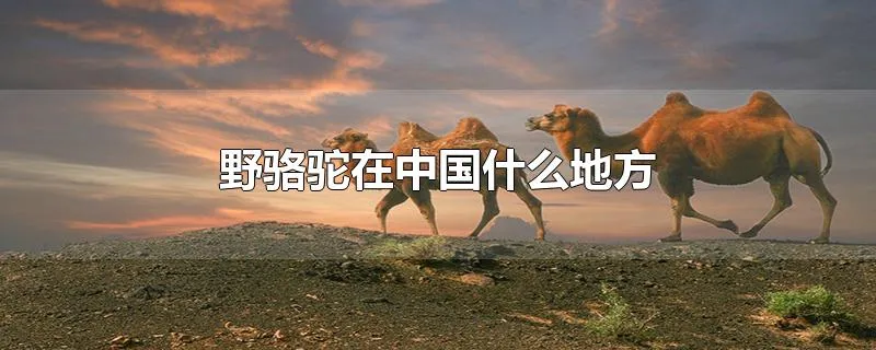 野骆驼在中国什么地方
