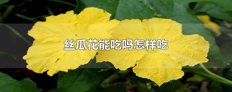 丝瓜花能吃吗怎样吃