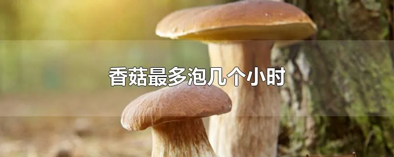 香菇最多泡几个小时