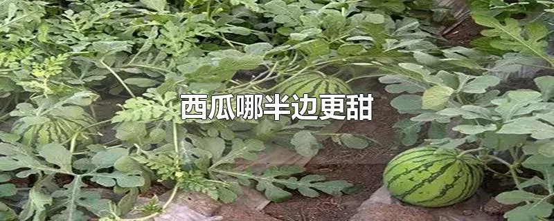 西瓜哪半边更甜