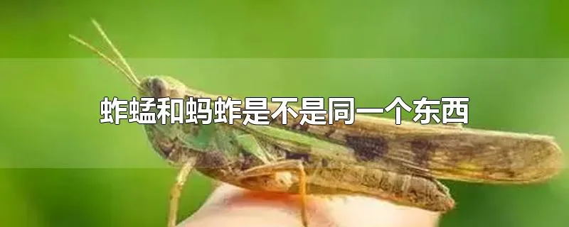 蚱蜢和蚂蚱是不是同一个东西