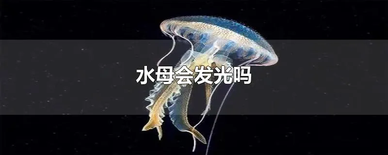 水母会发光吗