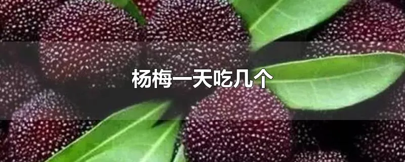 杨梅一天吃几个