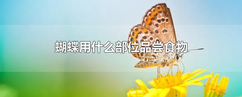 蝴蝶用什么部位品尝食物