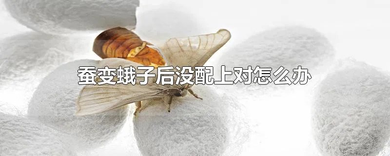 蚕变蛾子后没配上对怎么办