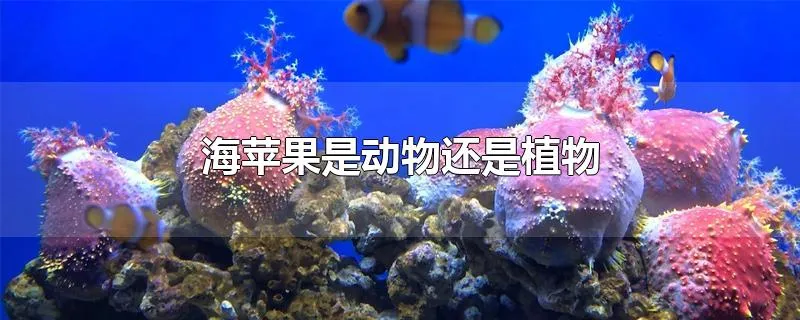 海苹果是动物还是植物