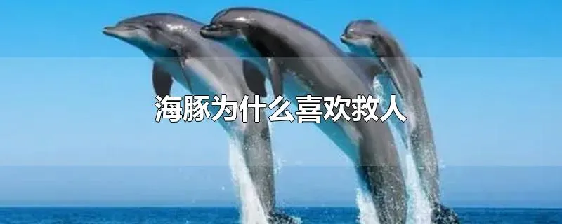 海豚为什么喜欢救人