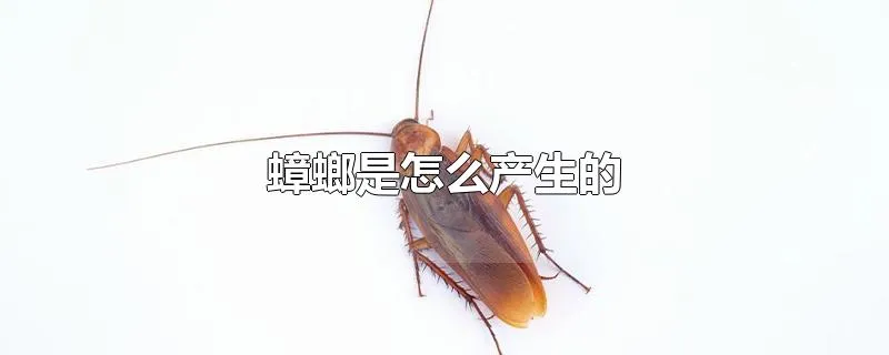 蟑螂是怎么产生的