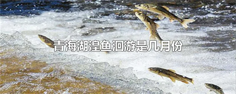 青海湖湟鱼洄游是几月份