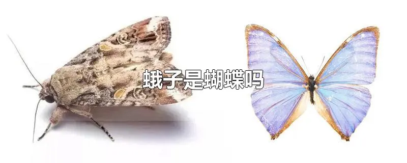 蛾子是蝴蝶吗