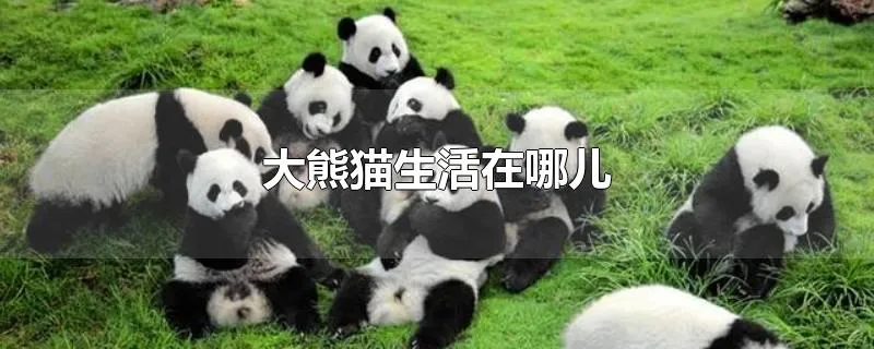 大熊猫生活在哪儿
