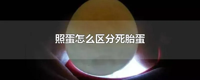 照蛋怎么区分死胎蛋