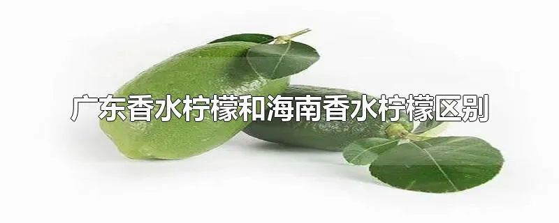 广东香水柠檬和海南香水柠檬区别