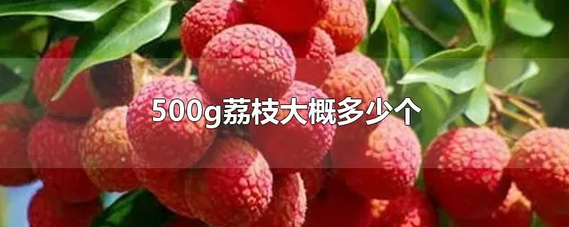 500g荔枝大概多少个