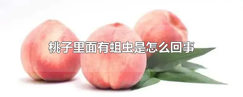 桃子里面有蛆虫是怎么回事