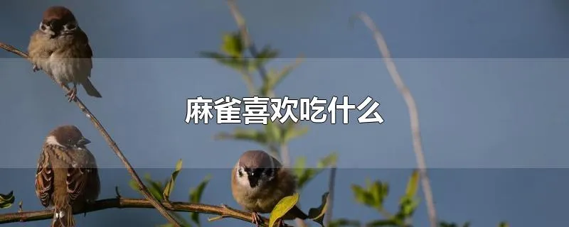 麻雀喜欢吃什么