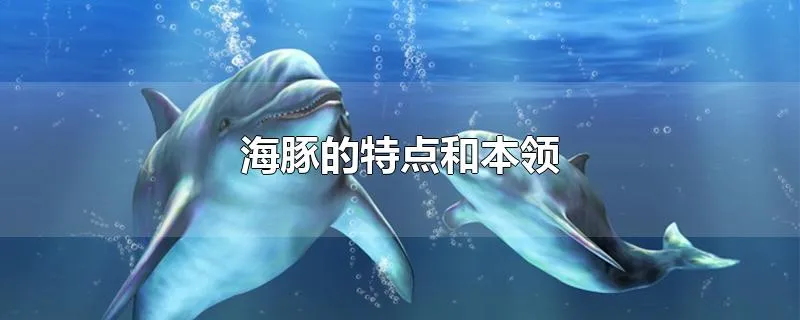 海豚的特点和本领