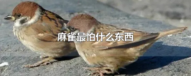 麻雀最怕什么东西