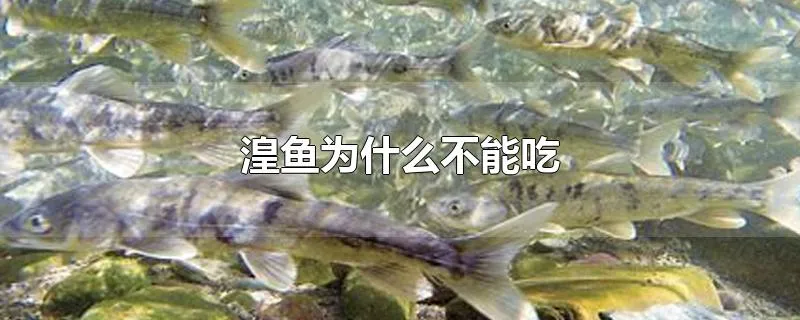 湟鱼为什么不能吃