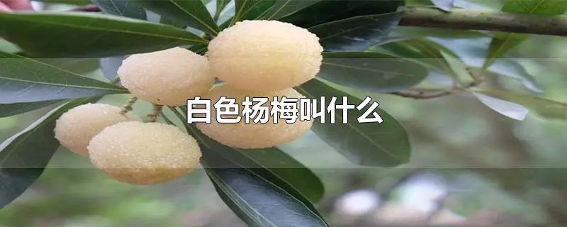 白色杨梅叫什么