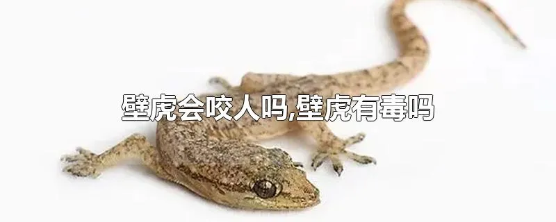 壁虎会咬人吗,壁虎有毒吗