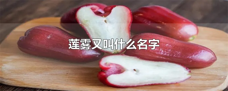 莲雾又叫什么名字