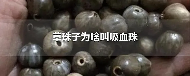 草珠子为啥叫吸血珠