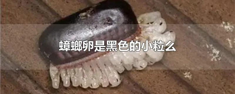 蟑螂卵是黑色的小粒么