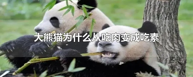 大熊猫为什么从吃肉变成吃素