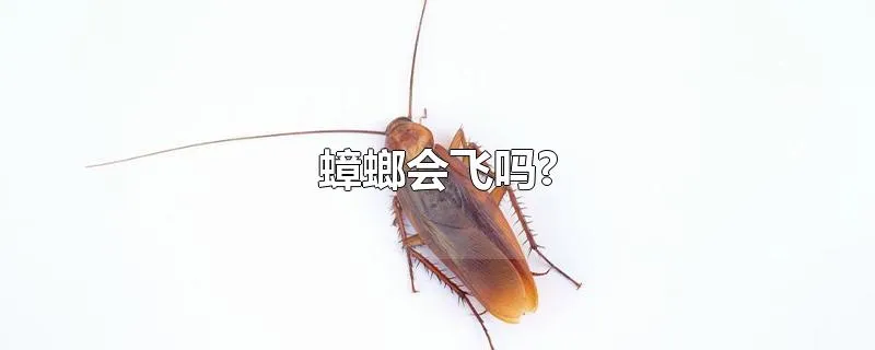 蟑螂会飞吗?
