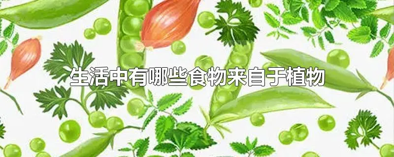 生活中有哪些食物来自于植物