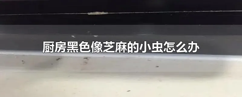 厨房黑色像芝麻的小虫怎么办